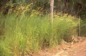 Image result for Cenchrus polystachios