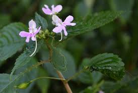 Image result for Impatiens hochstetteri