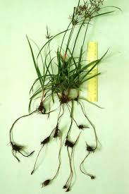 Image result for Cyperus rotundus