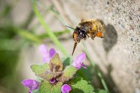 See more of hummelstich on facebook. Konnen Hummeln Stechen Bienenretter Projekt