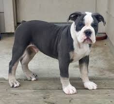 At six to 12 months old, you can feed him twice a day. View Ad Olde English Bulldogge Litter Of Puppies For Sale Near Texas Buda Usa Adn 27241