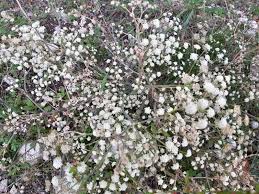 Iperico spontaneo detto anche erba di s. Perideridia Fiore Di Montagna Composto Da Piccoli Fiori Bianchi Piante Selvatiche E Spontanee Fotografia Stock Immagine Di Selvaggio Fiore 160403292