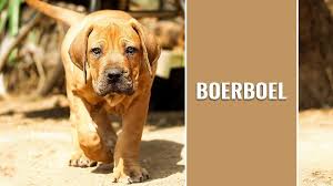 Advertise, sell, buy and rehome boerboel dogs and puppies with pets4homes. Boerboel 10 Vital Dog Breed Information You Must Not Miss Petmoo