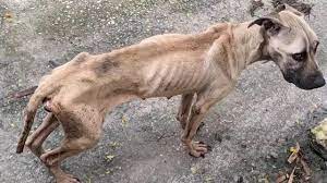 SPAY NEUTER BARBADOS We must control the over population of dogs and cats  in Barbados. Contact us to find out how you can help.  #SpayNeuterBarbados... | By Ocean Acres Animal Sanctuary | Facebook