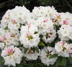 Rhododendron Nestucca Nestucca Rhododendron Nestucca Azalea Evergreen Azalea Midseason Azalea Whit Rhododendron Garden Shrubs White Flowering Shrubs