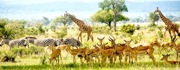 Image result for lion in mikumi national park