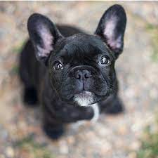 Pin By Janel Herbert On Cutest Animals Cute Puppies French Bulldog Puppies Cute Dogs