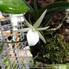Image result for Angraecum infundibulare