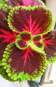 Image result for Coleus scutellarioides
