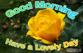 Best Good Morning Yellow Rose Images Download Hd 2021 Best Status Pics White rose images with quotes. best good morning yellow rose images