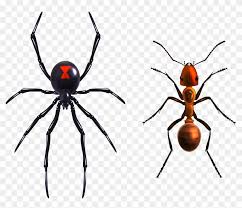 Add to favorites black widow spider decal, prank your friends or show your style. Black Widow Spider Png Free Transparent Png Clipart Images Download