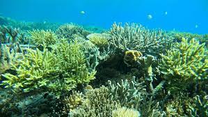 Последние твиты от polypsworld by alimz coral sdn. Taking Responsibility To Rebuild Coral Reefs Mars Incorporated