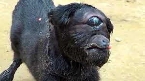 Cyclopia is thought to result from a range of toxins and environmental pollution; Cyclops Goat Born In India