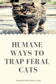 Feral kittens live very miserable and dangerous lives; Best Way To Catch Feral Kittens Arxiusarquitectura