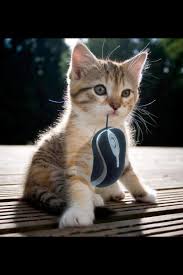 Cat Mouse Game Over Komik Hayvan Fotograflari Komik Hayvan Sevimli Hayvan Yavrulari