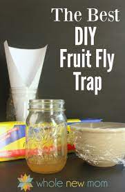 The Best Homemade Fruit Fly Trap Super Easy To Make Fruit Fly Trap Diy Fruit Fly Trap Homemade Fruit Fly Trap
