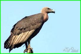 Kemudian, klik salah satu kata sebagai pilihan jawaban anda. Trend Psikotes Nama Hewan Dan Burung Paling Baru