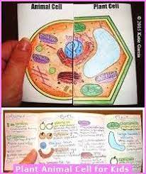 Plant And Animal Cells Picture For Kids Plant And Animal Cells Biology Classroom Teaching Biology