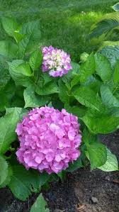The let's dance hydrangea series represents the next generation of reblooming hydrangea, blooming on both new wood and old and delivering seasons of flowers. 2017 Has Been Quite The Year The August Ramble 27 East