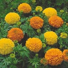 15253 Jpg 320 320 Marigold Flower Garden Seeds Flower Seeds 1600 x 1289 jpeg 259 kb. marigold flower garden seeds