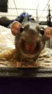 Snoot Cam Rats Cute Rats Pet Rats Small Pets
