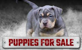 September 17, 2012 nicka x shorty xl american bully puppies for sale pictures are posted now on our puppies. Best Bully Breeder Xl Bullies For Sale