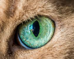 15 Macro Shots Of Cat Eyes From My Recent Cat O Shoot Macro Photography Eyes Macro Photos Cat Photography