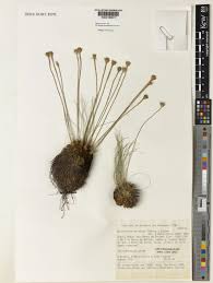Image result for Bulbostylis megastachys