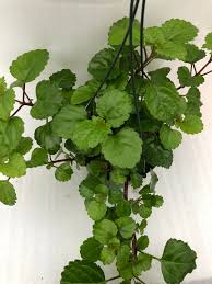 Image result for Plectranthus verticillatus