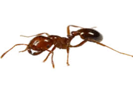 Just click the link below. Pest Control Toronto Durham York Region Animal Removal Exterminators Quality Affordable Pest Control