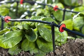 Epingle Sur Tout Pour Le Potager