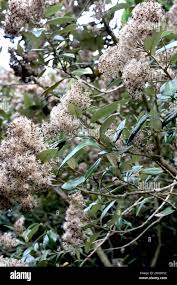 Image result for Tarchonanthus camphoratus