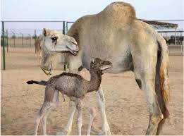 Camels don't just carry water for a long time. Ashleigh Stewart On Twitter Exclusive Injaz The World S First Cloned Camel Died Last Year In Dubai She Was Pregnant With Her 4th Calf A Colossal Feat For A Clone Considering Her
