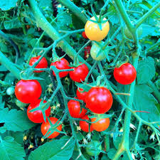T O M A T E N Tomaten Tomatos Garten Diy Urbangardening Outside Nature Weekend Saturday Green Yummi Plant Selbstversorger Garten Tomaten Garten