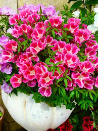 Image result for Rogiera amoena