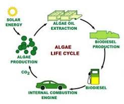 Algae As Energy A Look To The Future Climate Energy And