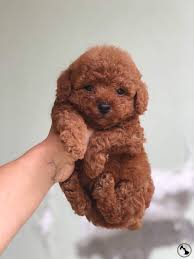 Red Toy Poodle Irk Garantili Yavrular Dost Patiler Kedi Kopek Dunyasi Kedi Ve Kopekler Icin Her Sey