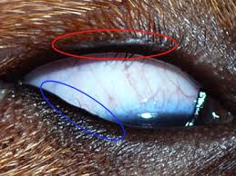 Patologie Palpebrali Cane Chirurgia Palpebrale Cani Cure Palpebrale Cane