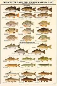 Louisiana game and fish magizine magasine magizines la fish and game magazine magasines louisianafishandgame magazine mag louisana magazines mags magonline magsonline magazineonline magazinesonline magazinesubscription louisianagameandfish megazine. 290 Carp Fishing Ideas Carp Fishing Fishing Tips Fish