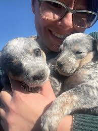 Goodnight from Gertrude 😴