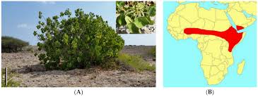 Image result for Red Marina 1992 UMM