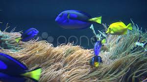 Fish Sea Life Aquariums Animals Nature Stock Footage Life Aquariums Fish Sea Animals Sea Life Aquarium Fish