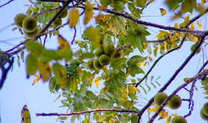 Image result for black walnut tree