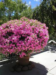 Pin On Flowers
