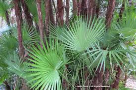 Image result for Acoelorrhaphe wrightii