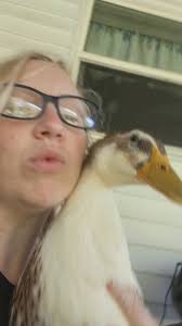 My turn! Can anyone tell me what kind of duck i have? I thought he was a  silver appleyard but now I see teal flecks coming in around the eyes.  Purchased at Bomgaars!