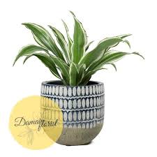 (corn plant, cornstalk plant, dracaena, dragon tree. Bibit Dracaena Fragrans White Jewel Shopee Indonesia