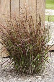 'prairie fire' is a distinctly red form of switchgrass. Native Plants Dyck Arboretum