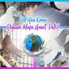 Chicago pigeon pets rescue sample rate: Great Lakes Pigeon Rescue Pigeon And Dove Rescue Adoption Service