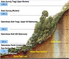 Mymemory, world's largest translation memory. Jenis Hutan Jabatan Perhutanan Semenanjung Malaysia